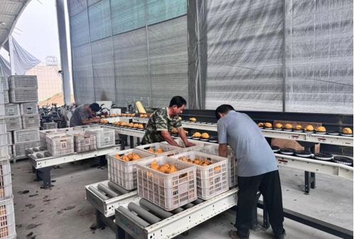 电商助力 兰沃乡农特产品 乘云而上
